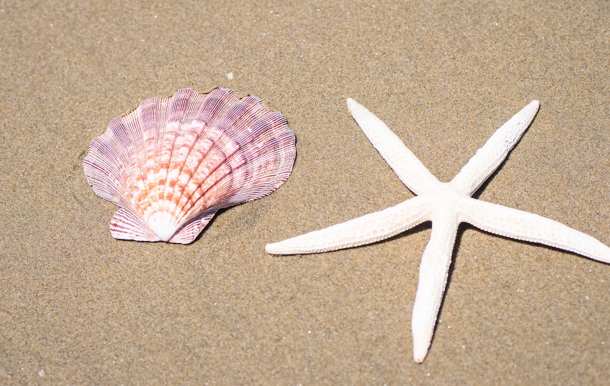 How The Seashell Sex Position Adds A Huge Impact To Missionary Sex ...